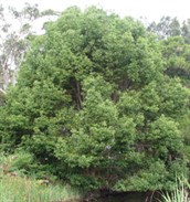 Camphor Laurel