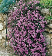 Creeping Lantana