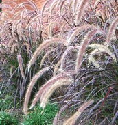 Purple Fountain Grass
