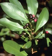 Ardisia