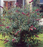 Butterfly Bush, Summer Lilac