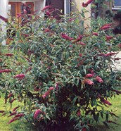 Butterfly Bush, Summer Lilac