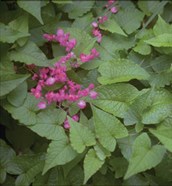 Coral Vine