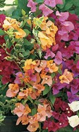Bougainvillea 'Bambino'