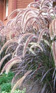 Purple Fountain Grass