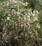 White Weeping Broom
