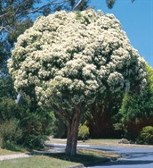 Snow in Summer