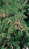 Tamarind