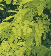 Golden-leaved Black Locust