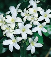 Mock Orange