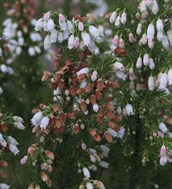 Spanish Heath