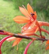 Bulbil Watsonia