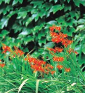 Montbretia