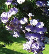 Blue Psoralea, Blue Pea Bush