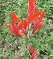 Canna Lily