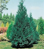 Leyland Cypress