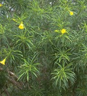 Yellow Oleander