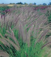 Fountain Grass