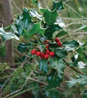 Common Holly
