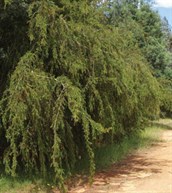 Rice's Wattle