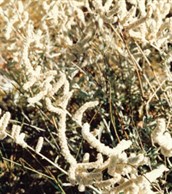 Cape Hop Bush, Kapok Bush