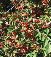 Cotoneaster