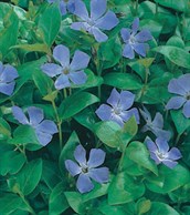 Periwinkle