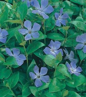 Periwinkle