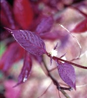 Metal Weed, Joy Weed, Alternanthera