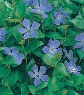 Periwinkle