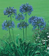 Agapanthus (non hybridized)