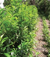 Cherry Laurel