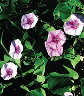 Coastal Morning Glory, Goat's Foot Convolvulus