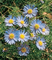 Swan River Daisy