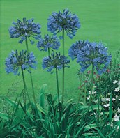 Agapanthus (non hybridized)