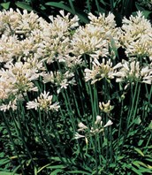 Dwarf White Agapanthus