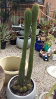 Torch cactus