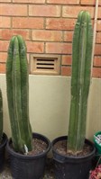 Mexican Fence Post