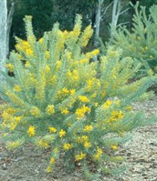 Blue Bush