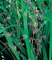Blue Flax Lily, Paroo