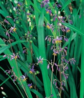 Blue Flax Lily, Paroo