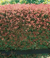 Dwarf Photinia
