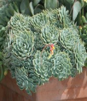 Echeveria glauca