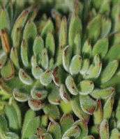 Echeveria setosa