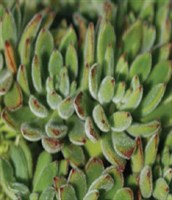 Echeveria setosa