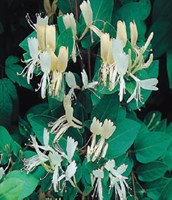 Japanese Honeysuckle