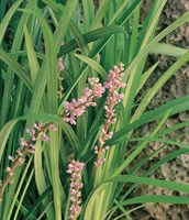Liriope, Evergreen Giant