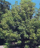 Box Elder
