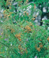 Prickly Duranta