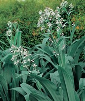 New Zealand Rock Lily